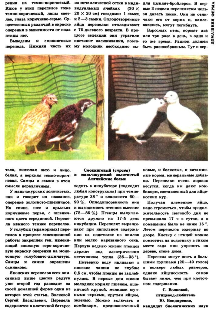 Породы перепелов с фотографиями и описанием. Виды перепелов. Перепелки породы фараон. Сравнение пород перепелов таблица. Породы перепелок с описанием.