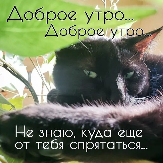 Смешные коты с надписями доброе утро. Доброе утро с черным котиеом. доброе утро с котами прикольные. коты доброе утро с надписями. доброе утро картинки с кошками прикольные.