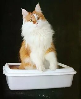 Кот сидит на лотке