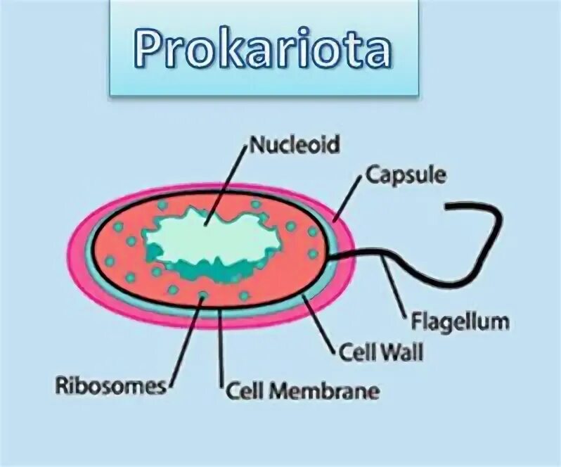 Дыхание прокариот. Prokariotlar. Prokariot va eukariot hujayralar.