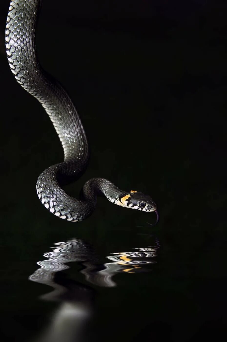 Что змея ночью обнаружит на более удаленном. Черная змея. Кобра на черном фоне. Ночная змея. Ночь змей.