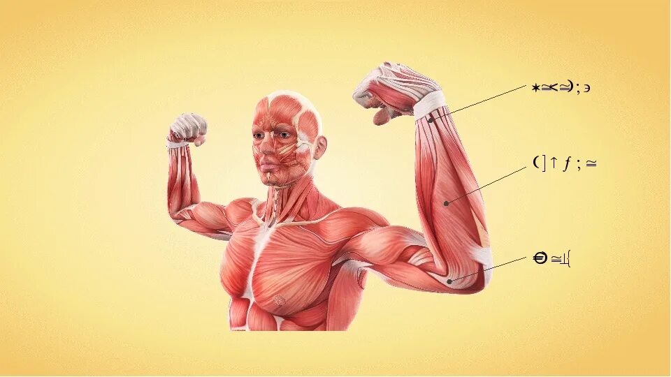 Работа скелетных мышц человека. Мышцы. Мышцы человека. Скелетные мышцы. Микроскопическое строение мышц.
