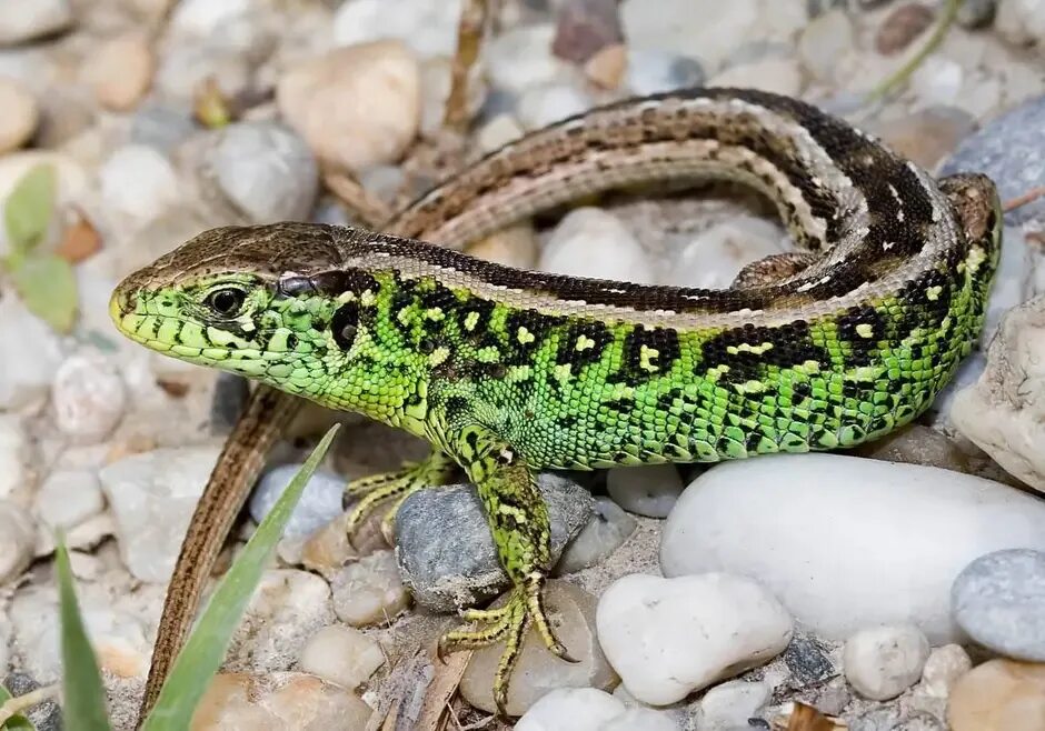 Озерная ящерица. Зеленая прыткая ящерица. Ящерица прыткая (Lacerta Agilis Linnaeus). Ящерица прыткая горнокрымская. Ящерица прыткая (лат. Lacerta Agilis).