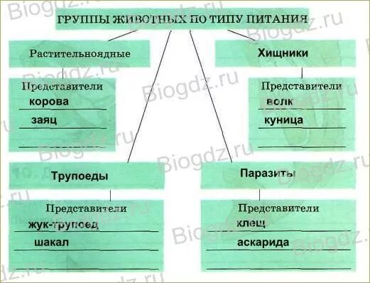 Питание животных 6 класс. Типы питания животных таблица 6 класс. Схема видов питания животных. Типы животных по типу питания. Группы животных по типу питания.