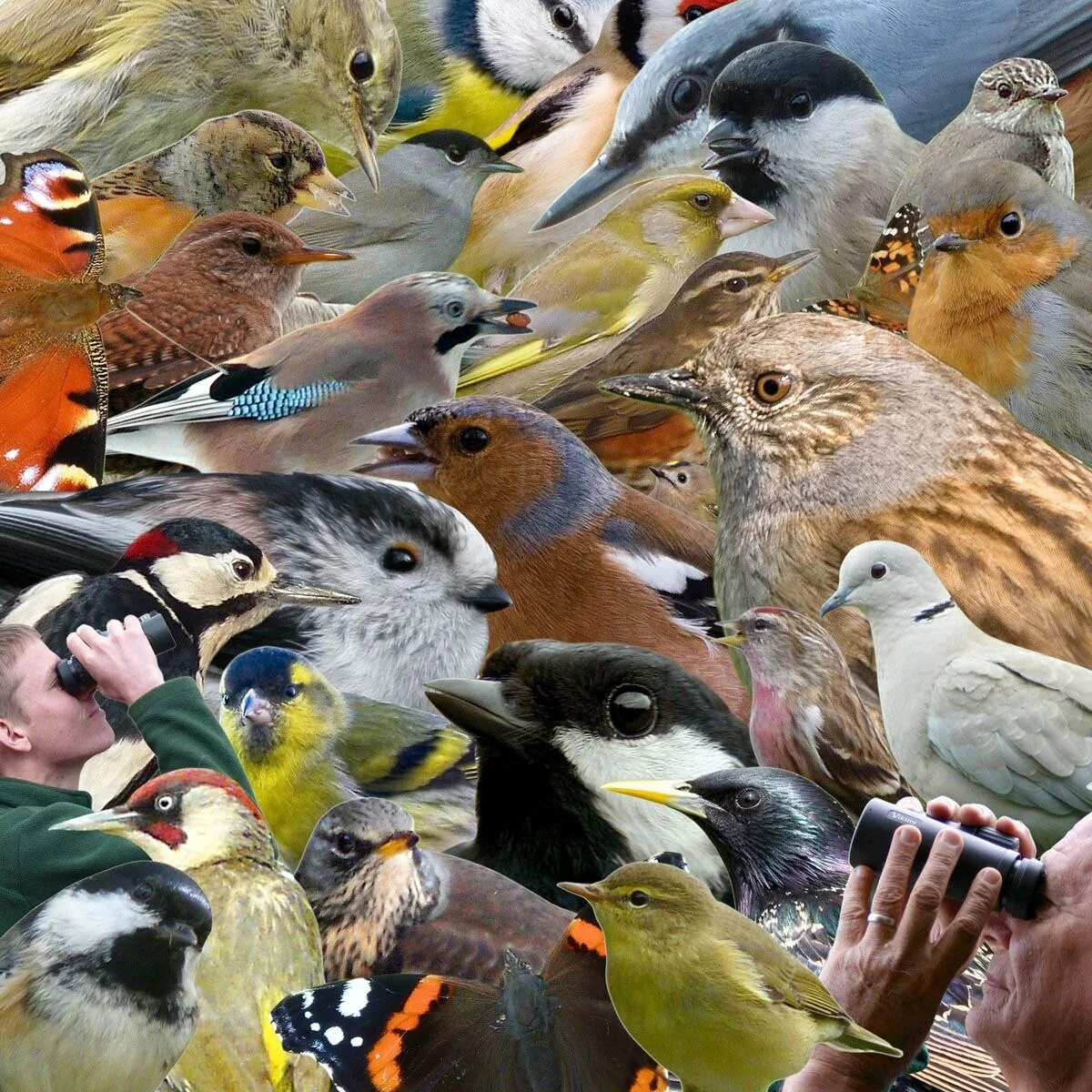 Много разных птиц. Куча птиц. Множество птиц. Разнообразие птиц. Видеть много птиц