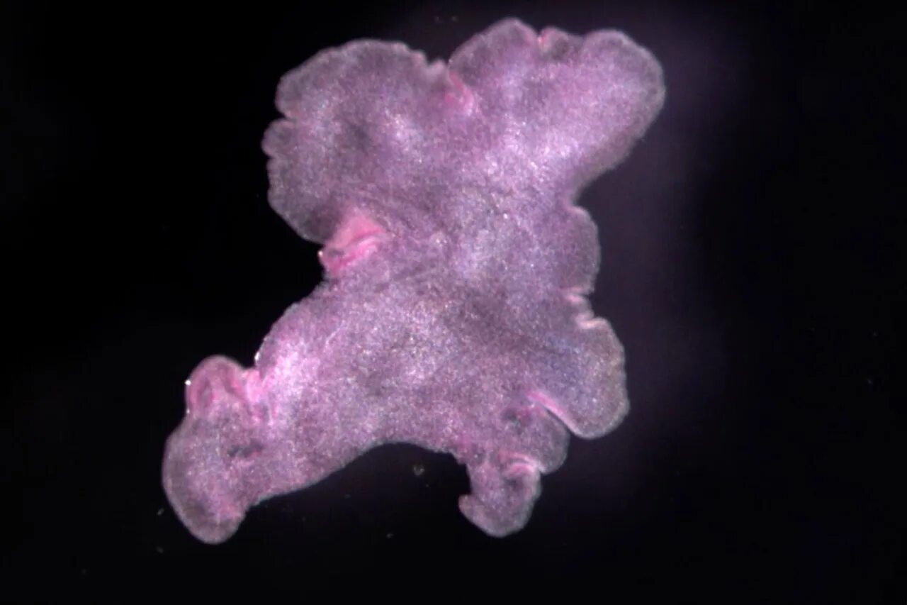 Пластинчатые трихоплакс. Placozoa trichoplax. Трихоплакс животное. Губки и пластинчатые. Пластинчатые клетки