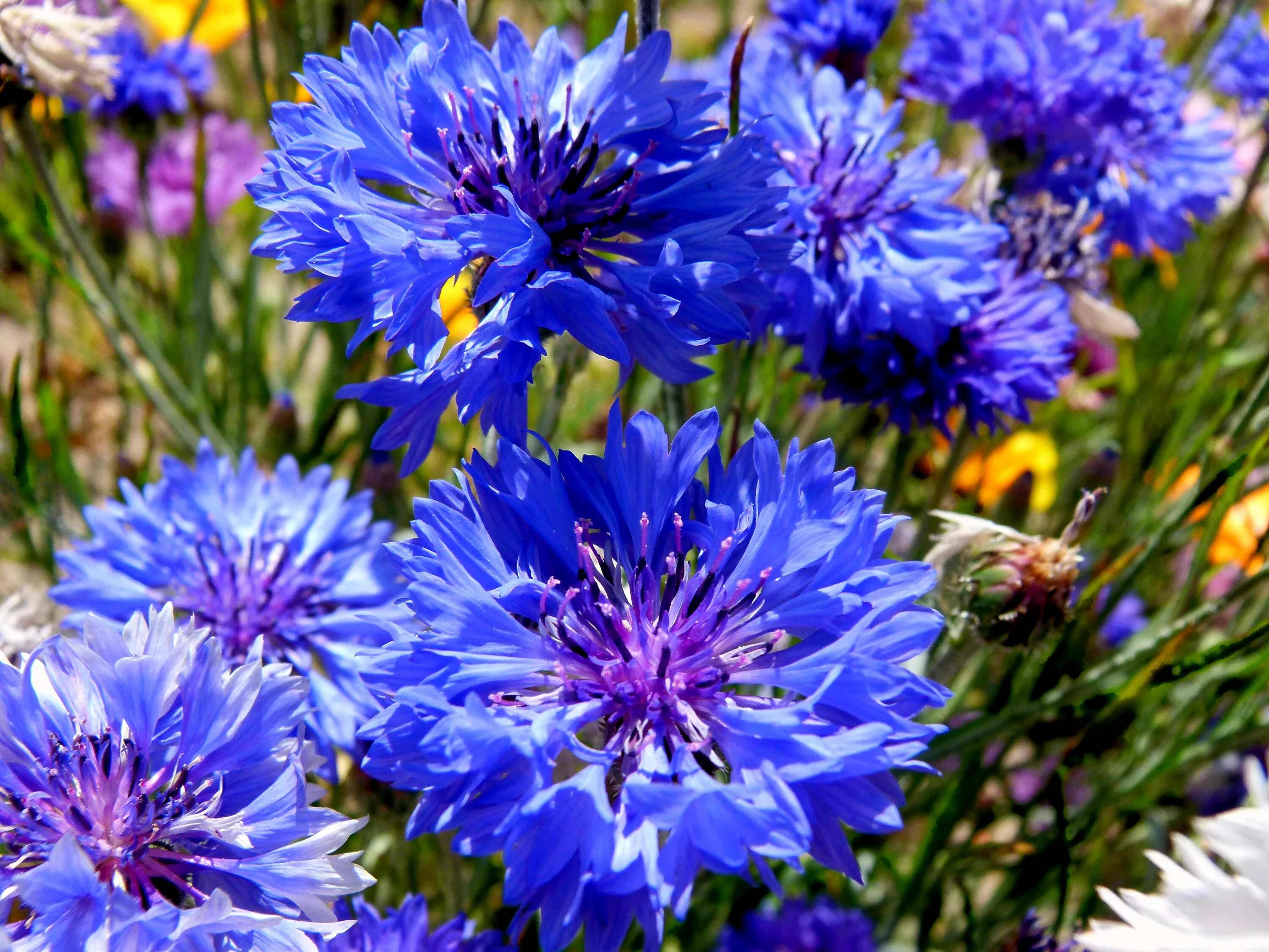 Василек горный грандифлора. Василёк Блю бол. Василек голубой Centaurea cyanus. Василек синий (Centaurea cyanus). Новые васильки