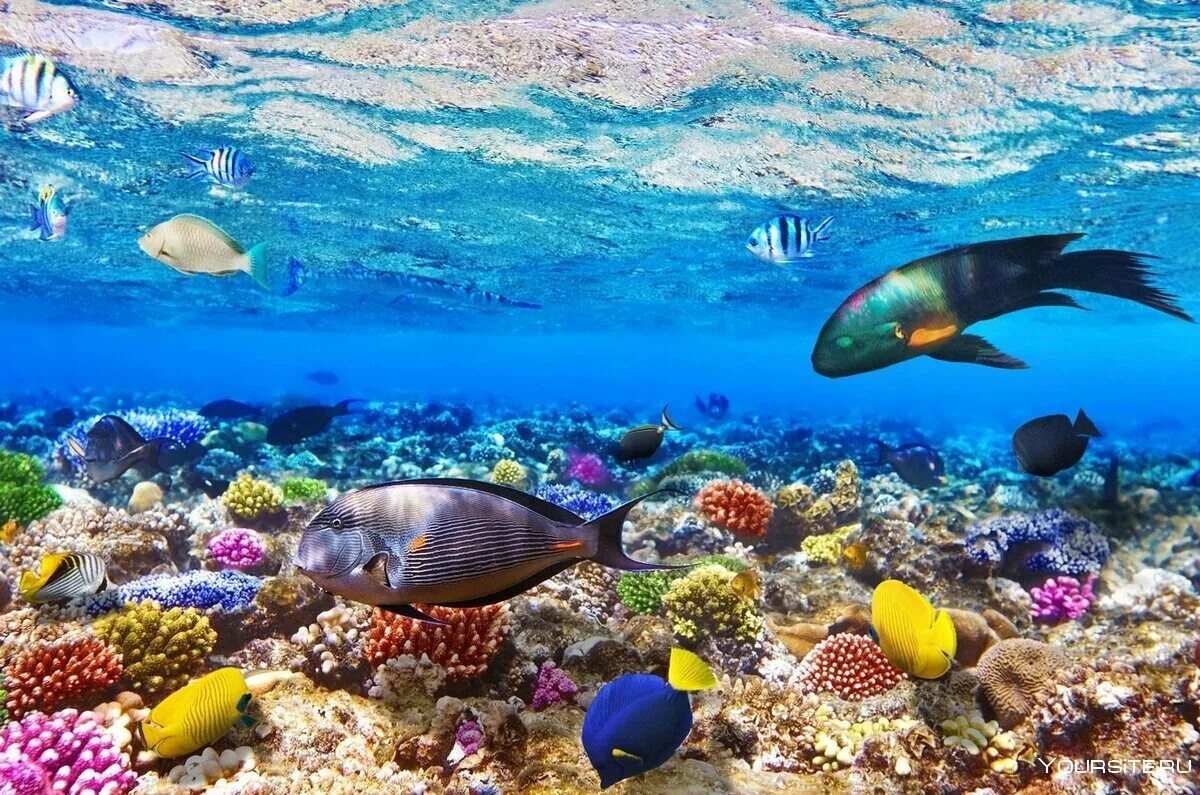 Подводный мир Египта Шарм-Эль-Шейх. Рыбки в Шарм Эль Шейхе. Подводный риф Шарм-Эль-Шейх. Рыбы на рифе в Шарм Эль Шейхе. More charms