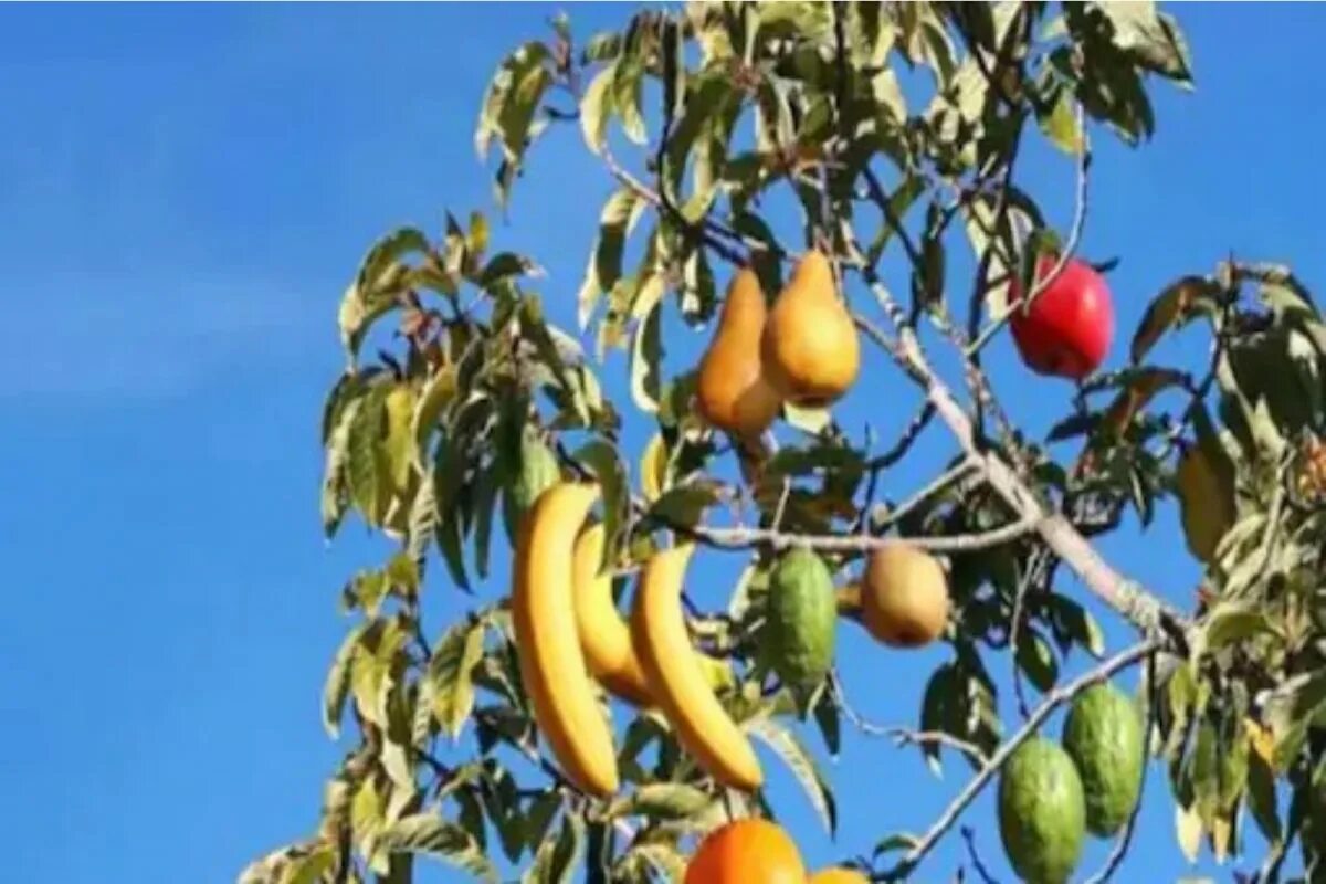 Фрукт 40 кг. Дерево 40 плодов Сэма Ван Акена. Tree of 40 Fruits. Aken. Дерево 40 фруктов сколько стоит.
