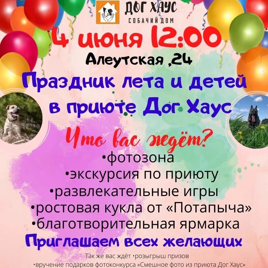 Красная сосна приют для животных. Бездомные собаки. Я не волшебник а только учусь. Нехватка приютов для животных. Приют дог хаус томск.