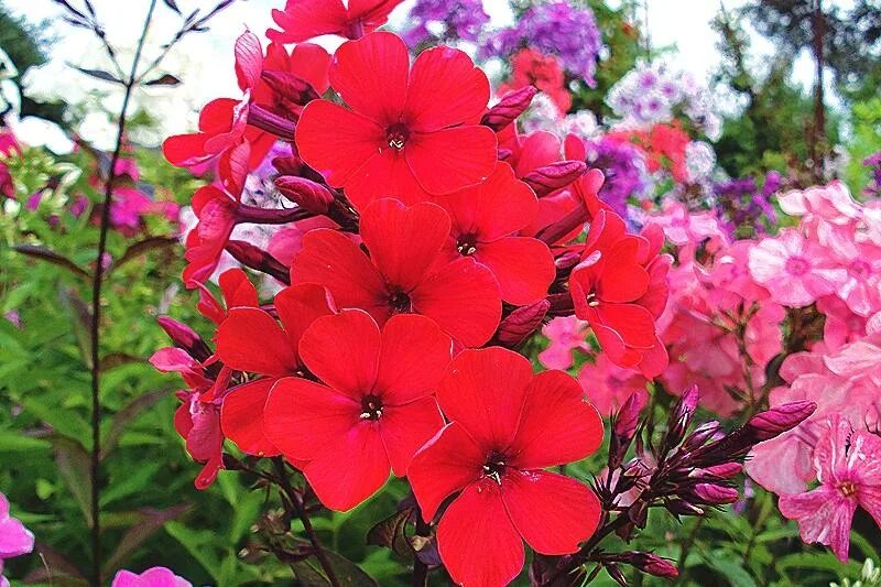 Флоксы друммонда однолетние. Всходы флоксов. Всходы флоксов однолетних. Когда сажать флоксы на рассаду. Когда сажать флоксы на рассаду.