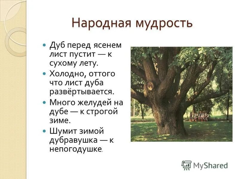 дуб для презентации. сочинение о дубе. сообщение о дубе. дуб для презентации. рассказ о дубе.