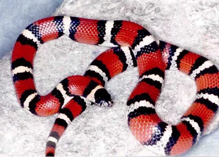 Черно красно белые змеи. Lampropeltis Triangulum annulata. Молочная змея Lampropeltis Triangulum. Аспид молочная змея Мимикрия. Синалойская молочная змея содержание.