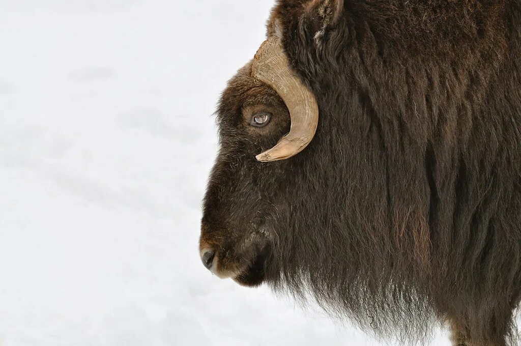Овцебык в северной америке. Сет овцебыка. Ямальский овцебык. Сет овцебыка. Овцебык в норвегии.