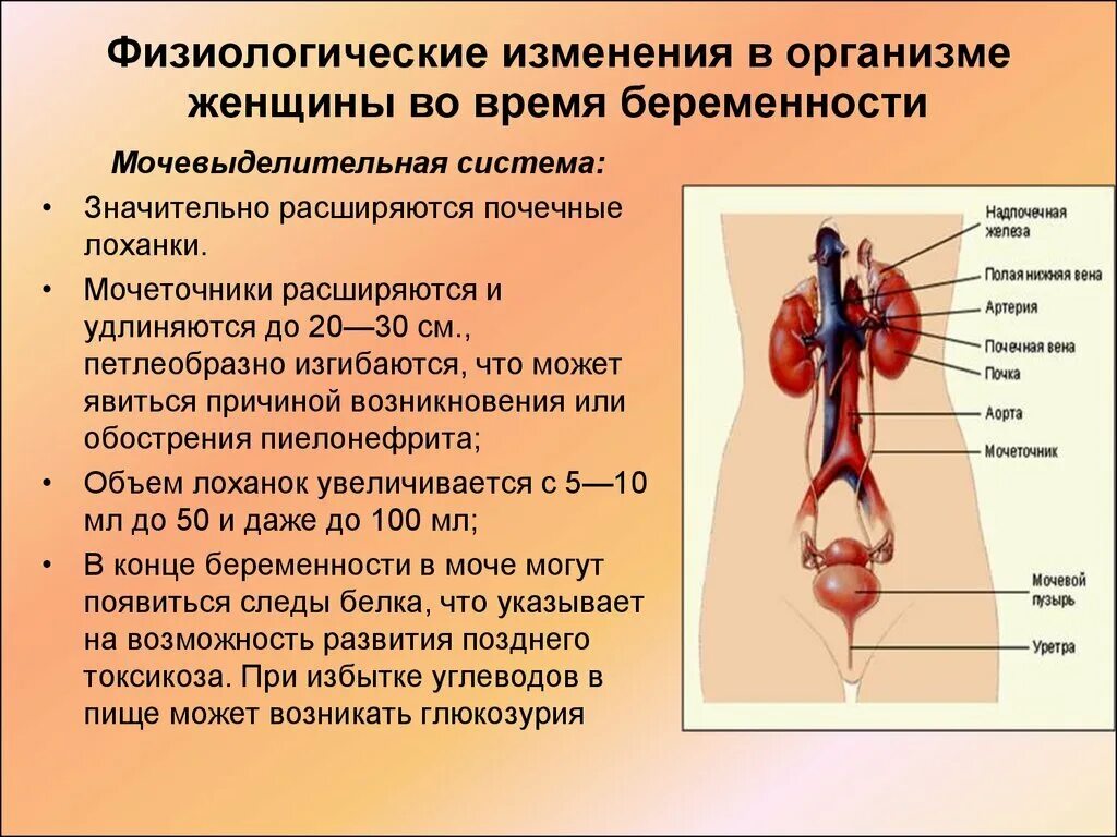 Физиологические изменения в организме женщины. Физиологические изменения в организме беременной женщины. Изменение мочевыделительной системы. Мочевыделительная система у беременных.