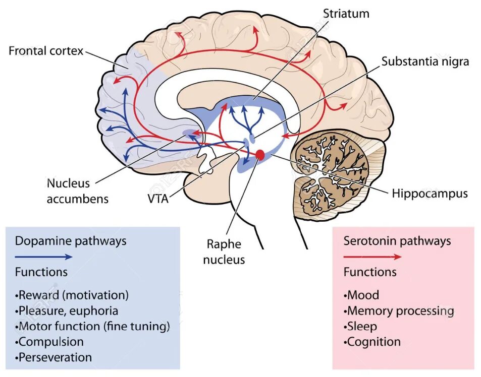 Центр чихания в мозге. Nucleus accumbens анатомия. гипоталамус таламус гиппокамп. дофаминовые пути в головном мозге. серотонинергическая система мозга.