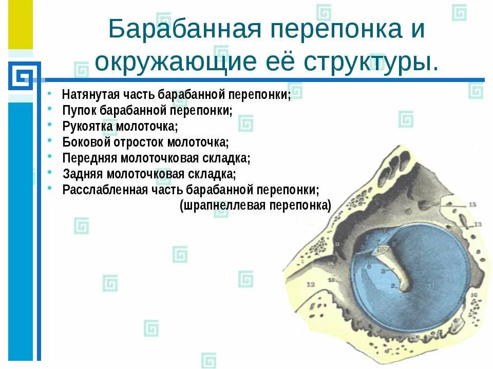 5. Барабанная перепонка.. Барабанная перепонка гистология. Барабанная перепонка строение. Пупок барабанной перепонки. Положение барабанной перепонки