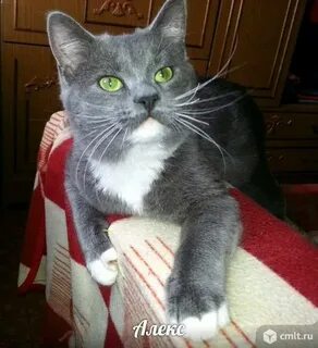 Кот алекс
