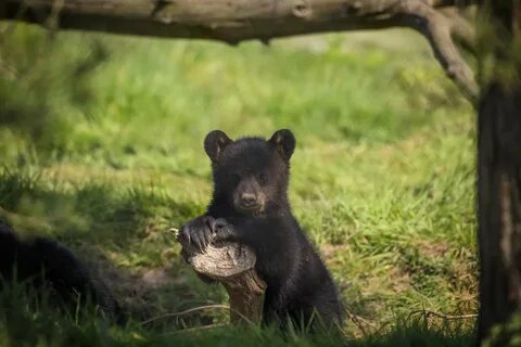 North american black bear cub leans on small tree stump in grassy reserve.