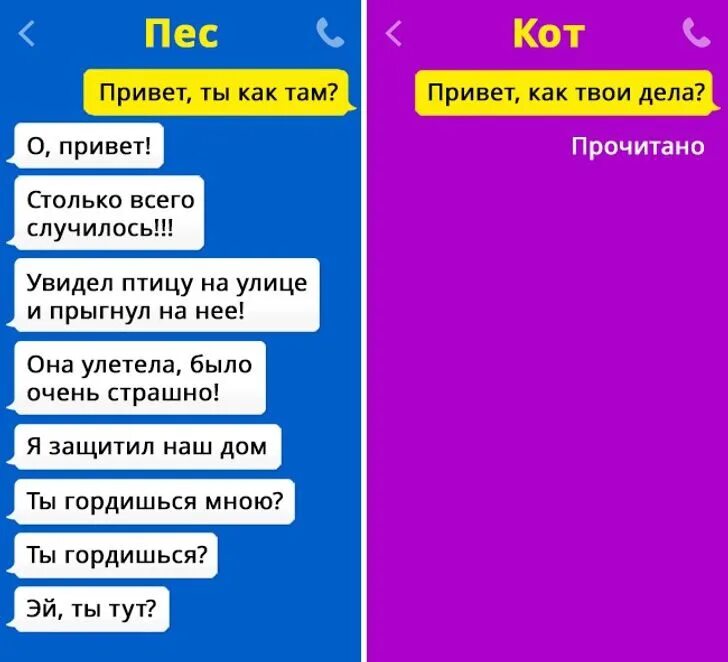 Переписка животных. Переписка с котом. смешные переписки животных. смешные переписки с котом. переписка с собакой.