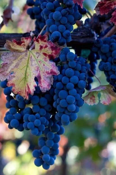Chardonnay - Chardonnay, Uvas, Semillas