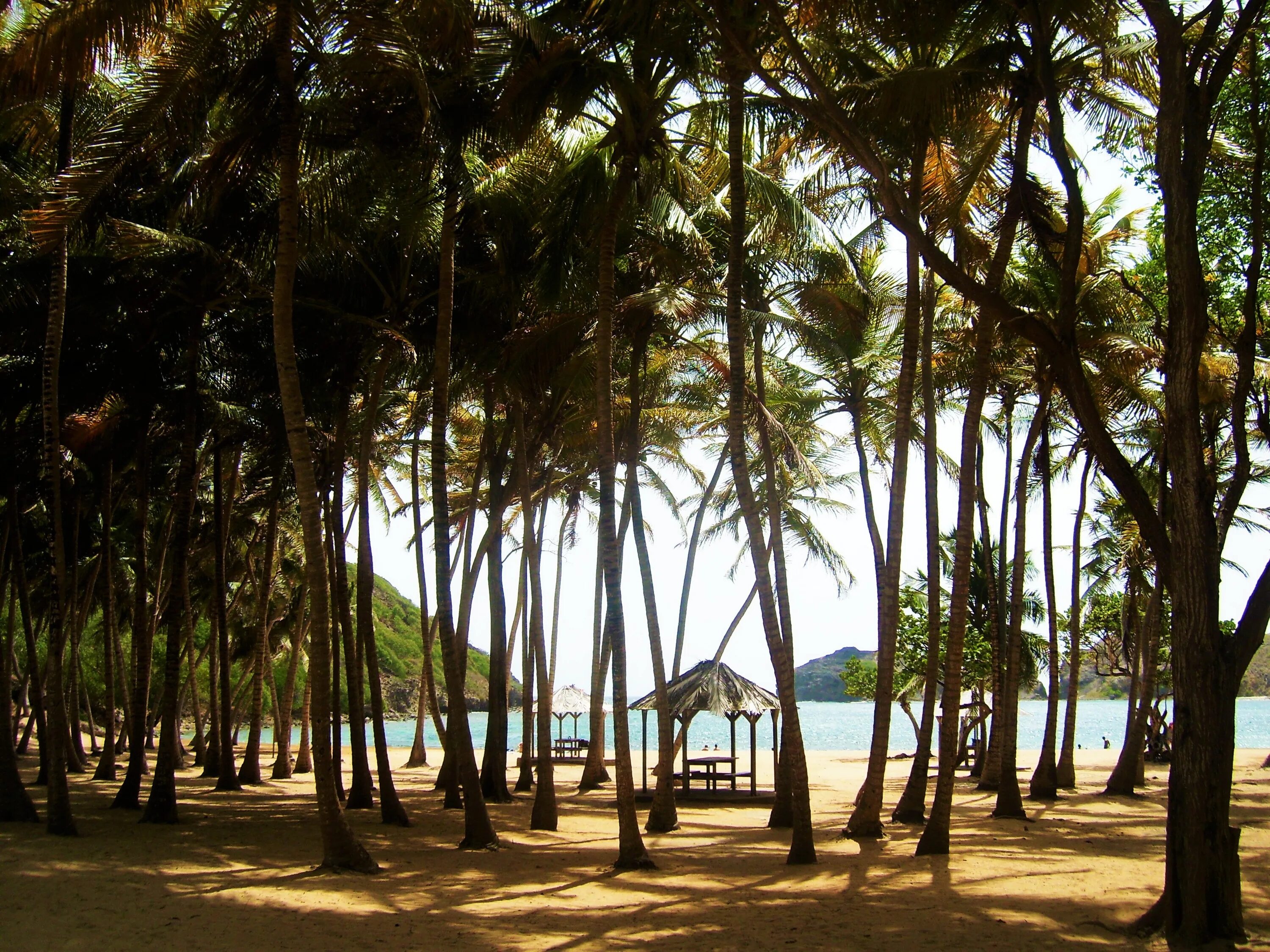 Coral palm. Джунгли пляж. Пляж с пальмами. Красивый пляж в джунглях. Коконат пляж.