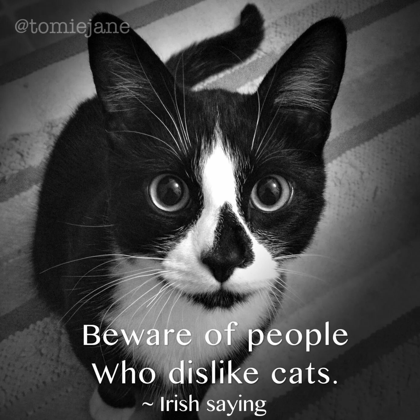 Crazy saying. Айриш Кэт. I like Cats картинки. Cats says i don't know. Seen кот.