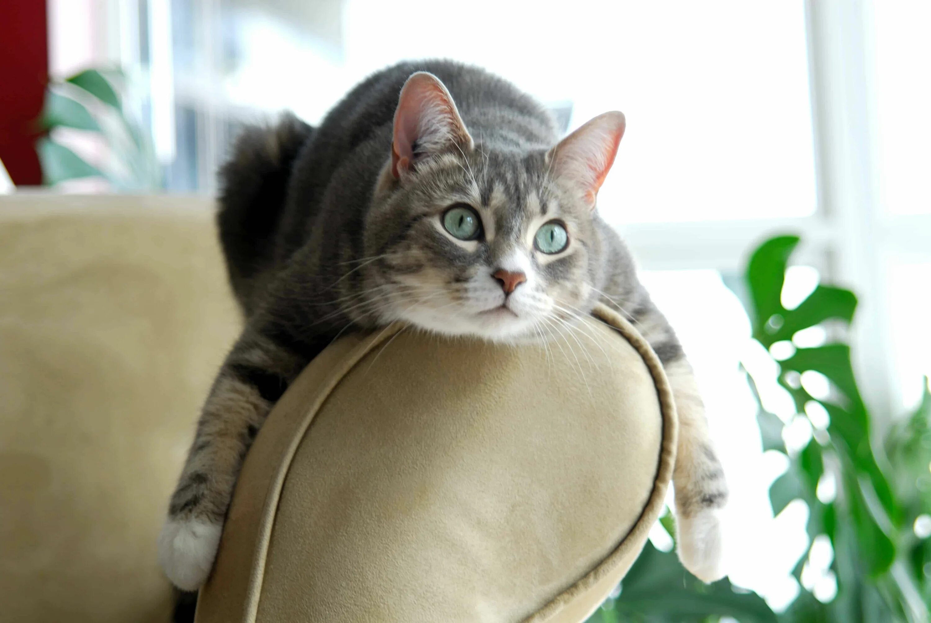 Кошка дома. Дом для кошки. Домашние коты. Дом для котика