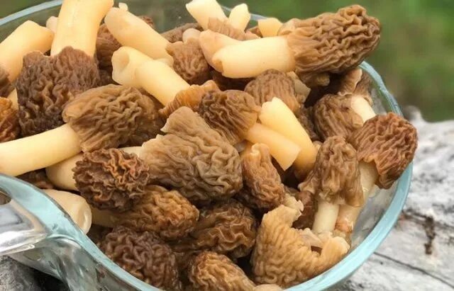 Можно ли замораживать строчки