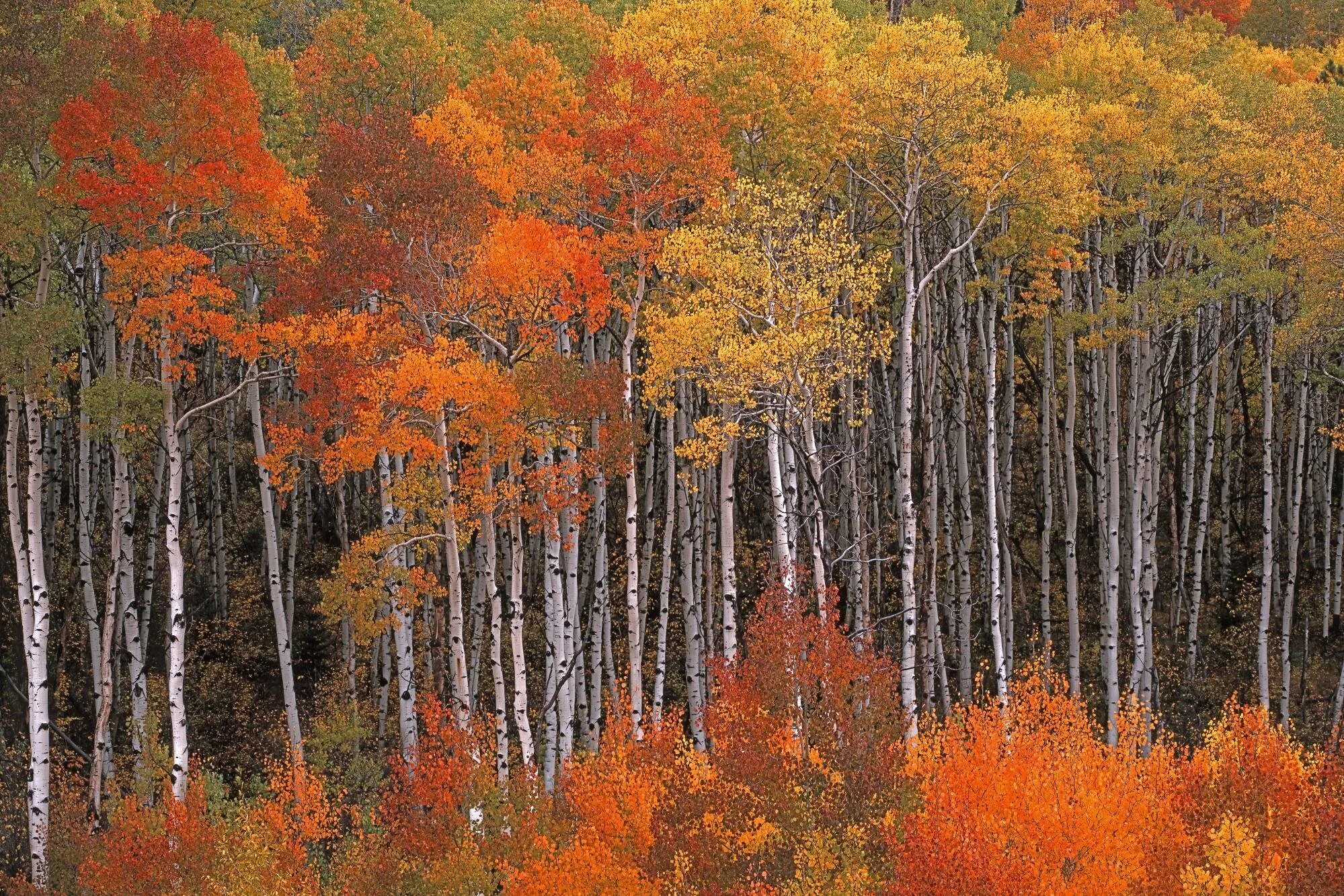 Осина лесная. Осенний лес. Осинник 2. Осинники лес. Осина осинник.