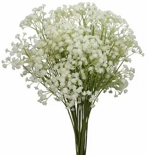 Белые цветы которые добавляют в букет