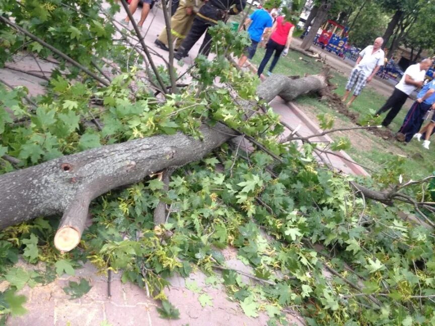 Спилили дерево с террористом. Упавшее дерево. Человека придавило деревом. Упавшее дерево на человека. Упавшее дерево дерево.