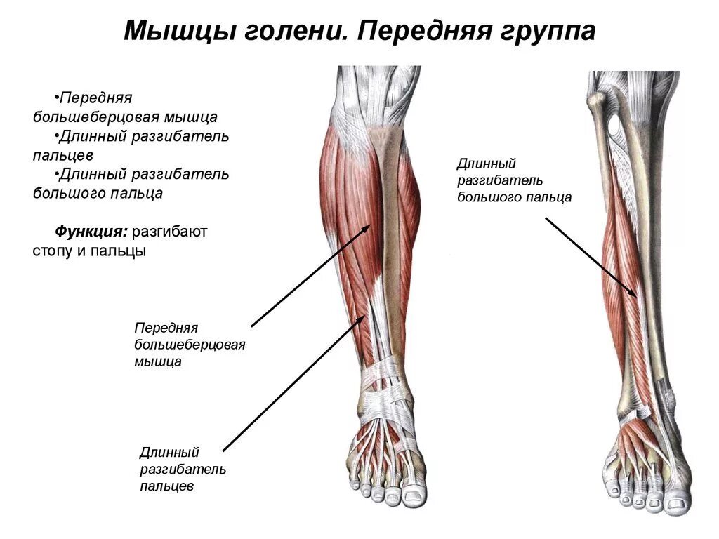 Почему болят сухожилия на ногах. Мышцы голени правой вид спереди и сбоку. Анатомия передней большеберцовой мышцы. Передняя группа мышц голени разгибатели. Анатомия мышц голени передняя группа.