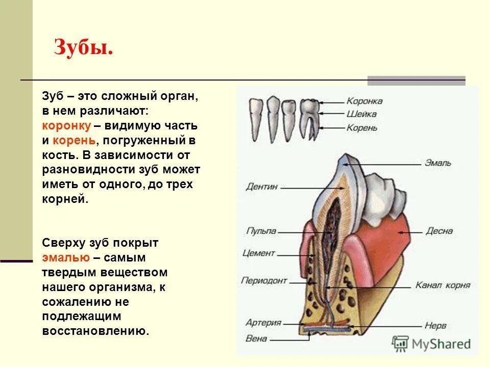 Структура костной ткани челюсти. Строение зуба анатомия. Части зуба строение. Зубы строение и функции. Зубы это кости или нет у человека.