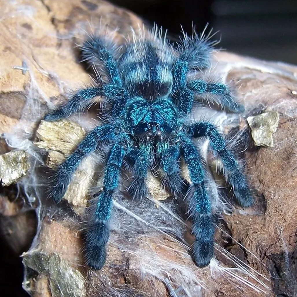 Авикулярия версиколор. Паук птицеед версиколор. Caribena versicolor пауки-птицееды. Паук Авикулярия версиколор. Тарантул цена