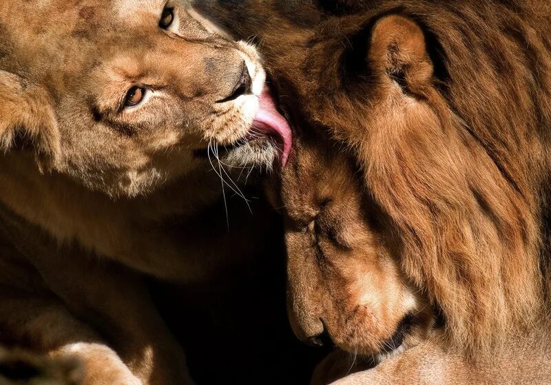 Скучаю лев. Лев и львица. Лев и львица любовь. Львы страсть. Львы нежность.