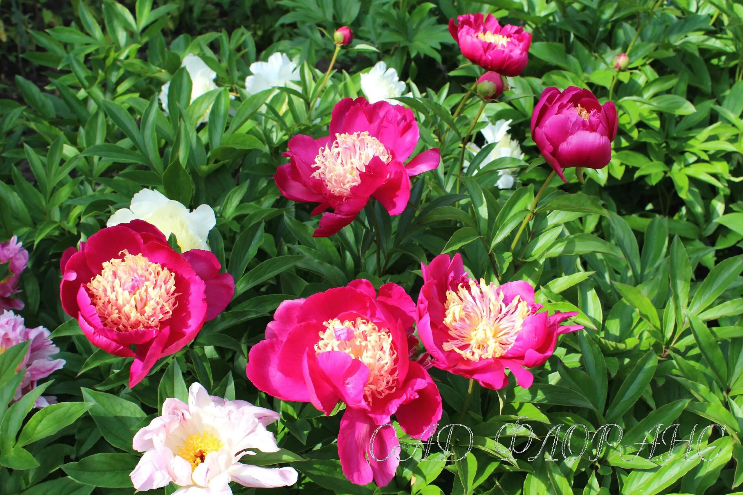 Index of /collect/pion/pink/img