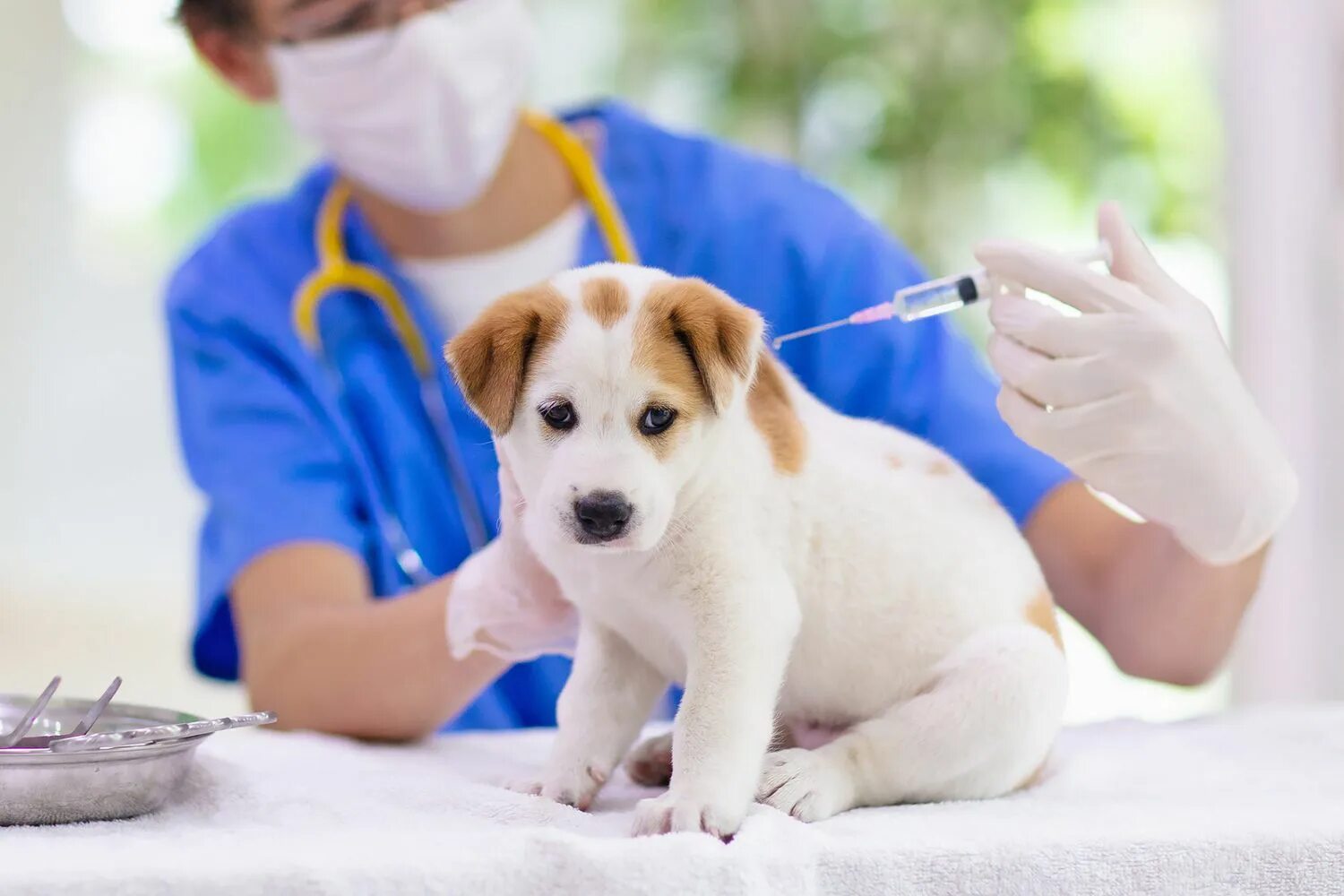 Вакцинация животных от бешенства. Форма ветеринара. Пункт вакцинации животных. Вакцинация кот и собака.