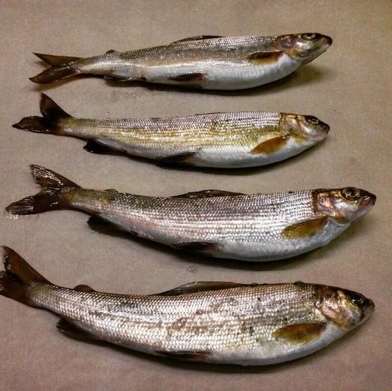 Байкальская рыба омуль. Байкальский омуль, байкальский сиг. Омуль байкальский. Байкальский омуль описание рыбы. Сиг и омуль байкальский.