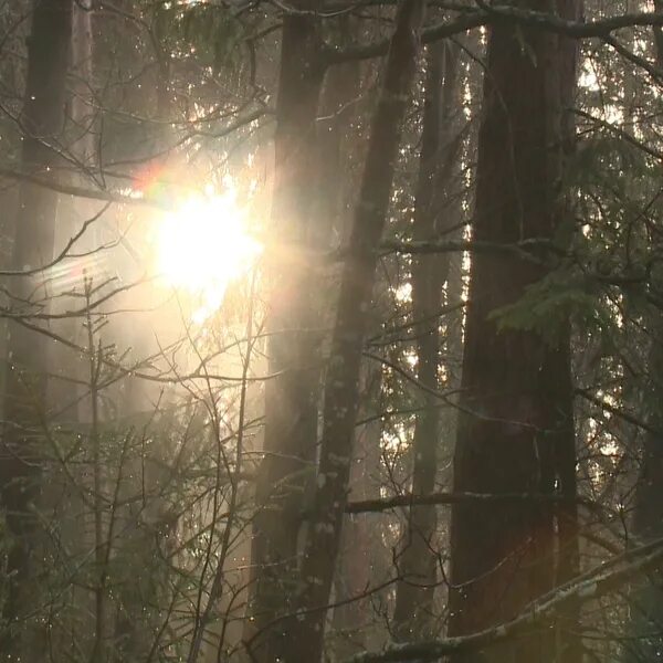 Зимнее солнцестояние в лесу. Ночь зимнего солнцестояния. Зимнее солнцестояние фото. Зимнее солнцестояние 2023. 29 короткий день