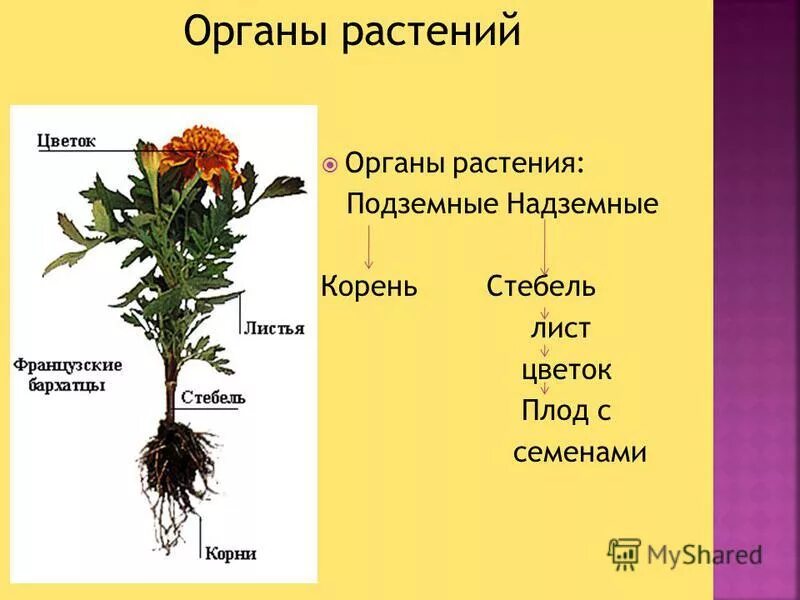 Лист и стебель как органы растения