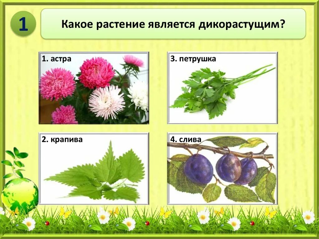 Длиннодневные растения примеры. Виды цветковых растений. Какие бывают цветковые растения. Дикорастущие растения семейства сложноцветные. Приведите примеры растения которые.