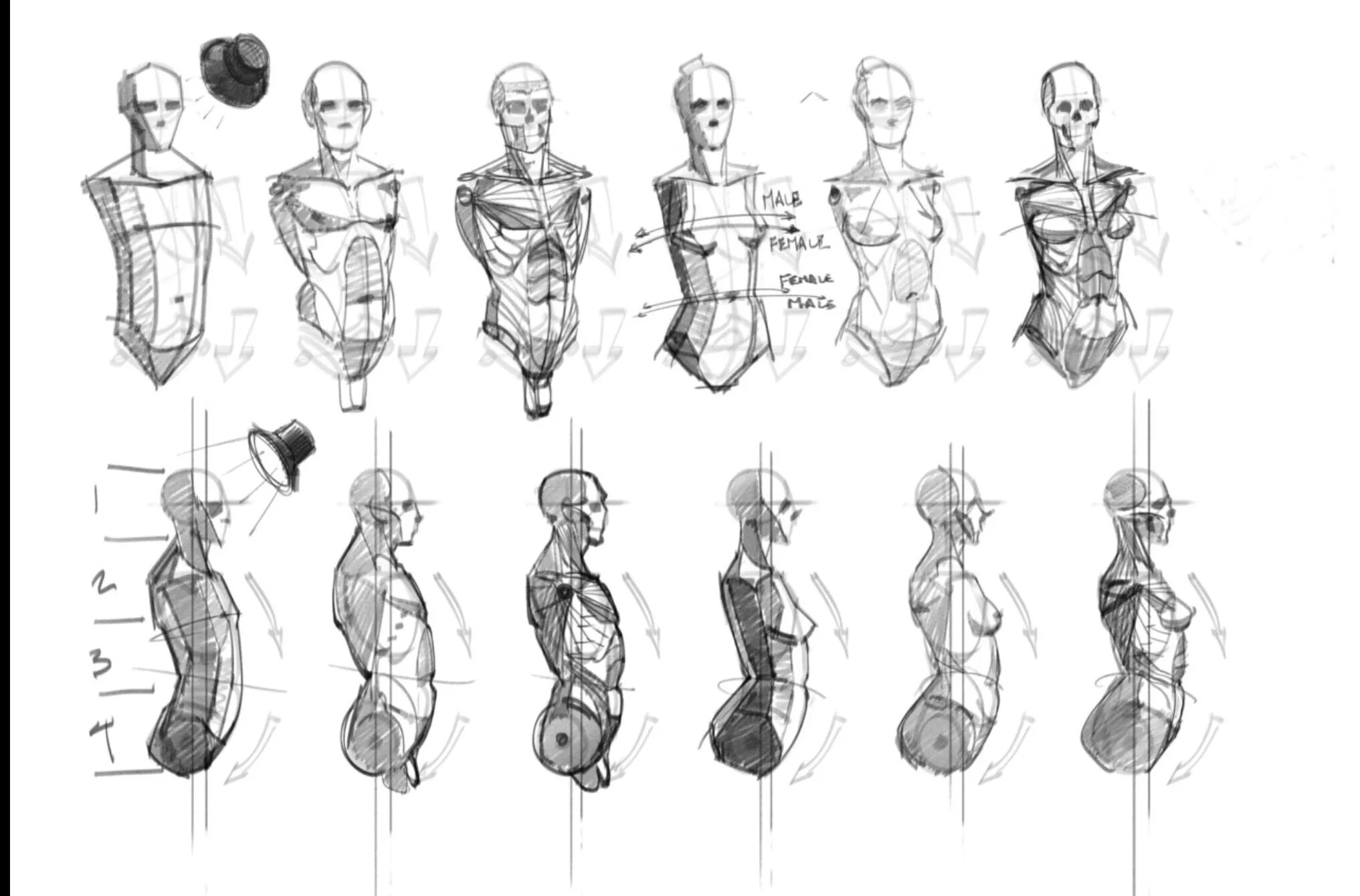 Фигура человека анатомия. Анатомия человека референсы. Анатомия человеческого тела референсы. Человек в профиль анатомия референс. Женская фигура референс анатомия.