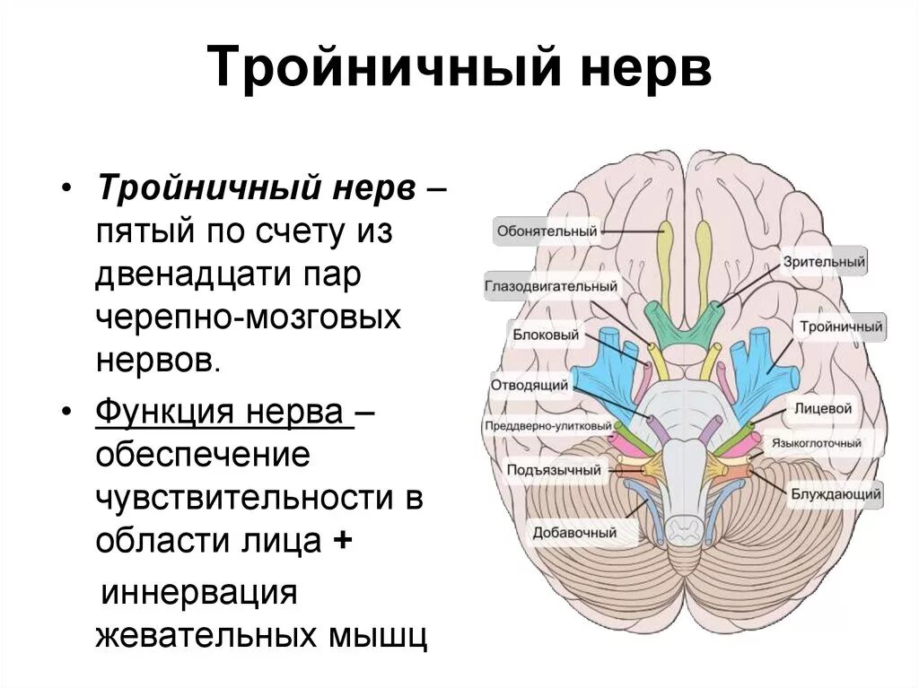 Тройничный черепной нерв. Ядра тройничного нерва функции. Ядра 5 пары черепных нервов. Иннервация 5 пары черепных нервов. Место выхода тройничного нерва из мозга.