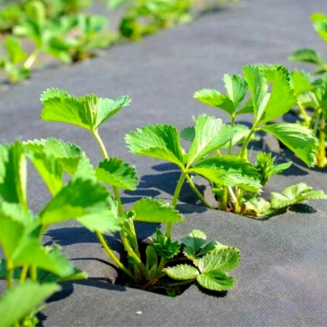 Агроткань мульчирующая. Спанбонд мульча агроткань черный. Сорняков черный. Сорняков черный. Агроткань застилочная 1,05м х 100м 130г/м2 черная.