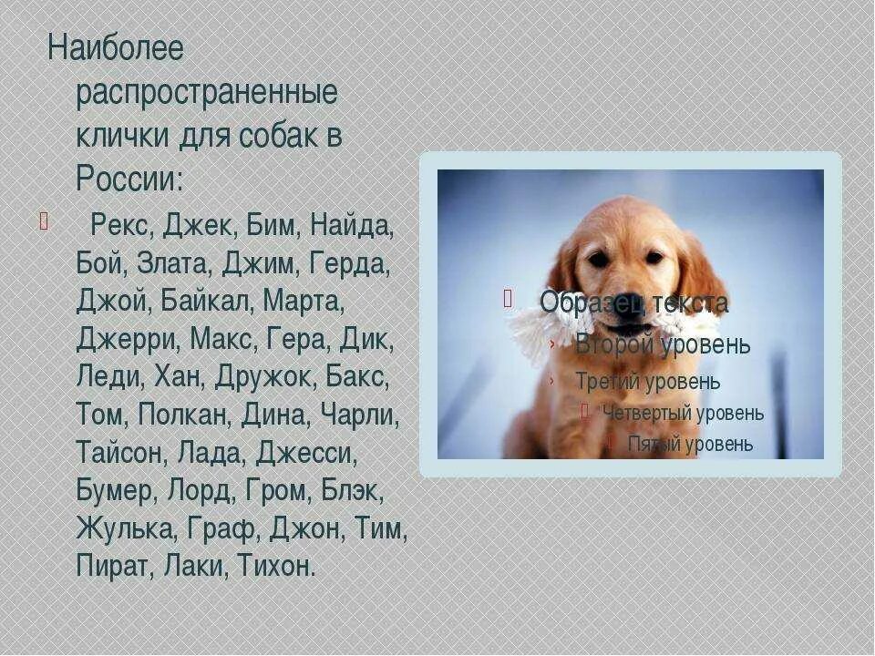 Кличка для собаки мальчика щенка. Мальчиковые имена для собак. Имя для щенка мальчика. Имена для собак мальчиков русские.