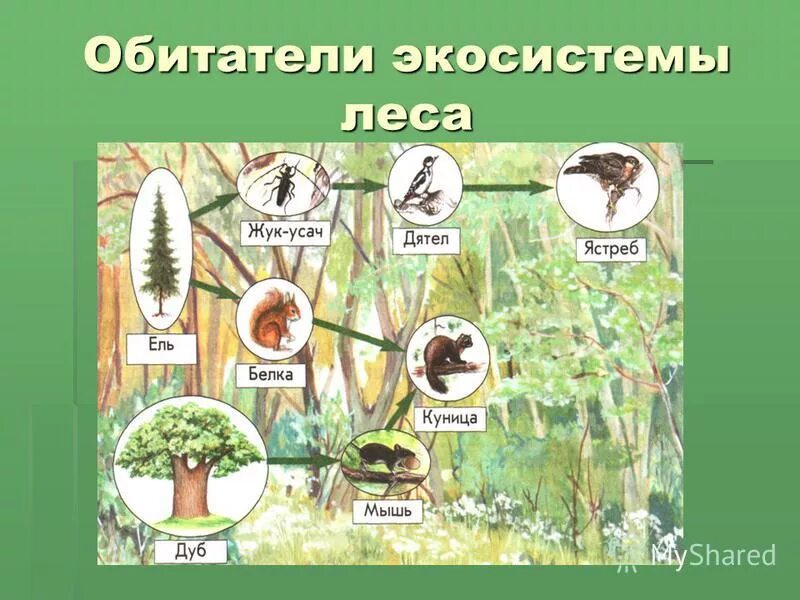 Производители органического вещества в еловом лесу. Экосистема леса. Экосистема леса для дошкольников. Экосистема леса схема. Лесная экосистема схема.