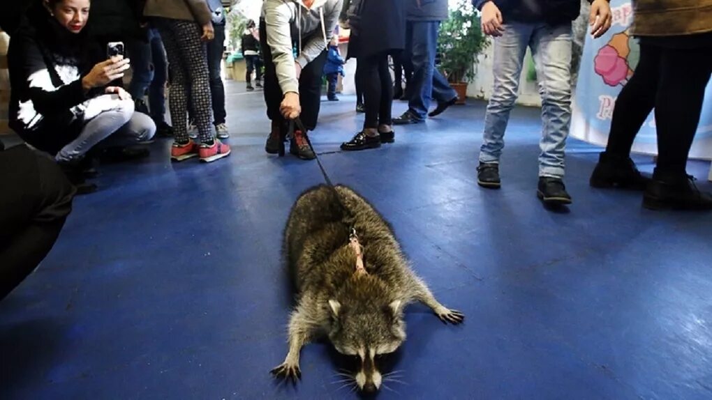 человек жестокое животное. измученные животные в зоопарке. зоопарк сурабая индонезия. человек жестокое животное. собака на цепи.