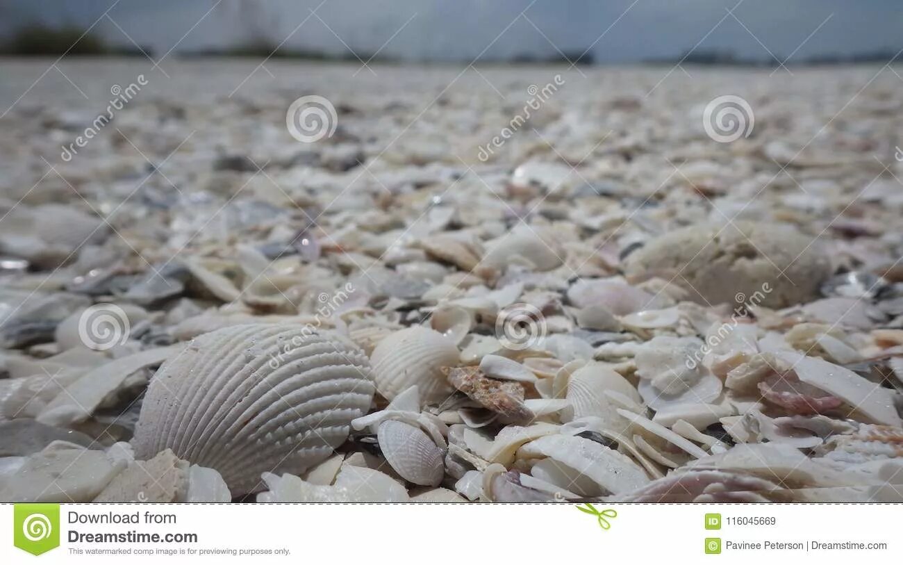 Broken shells