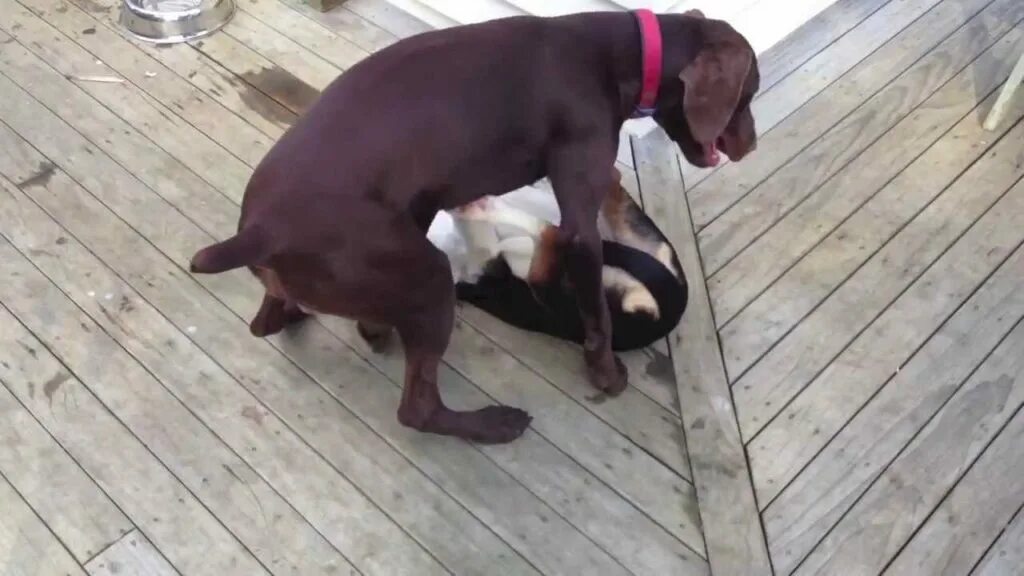 Puppy play